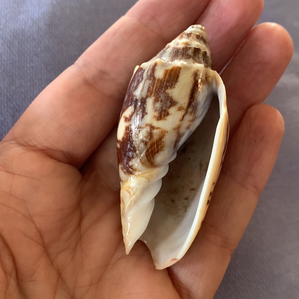 Bat Volute shell - Picture 6 of 7